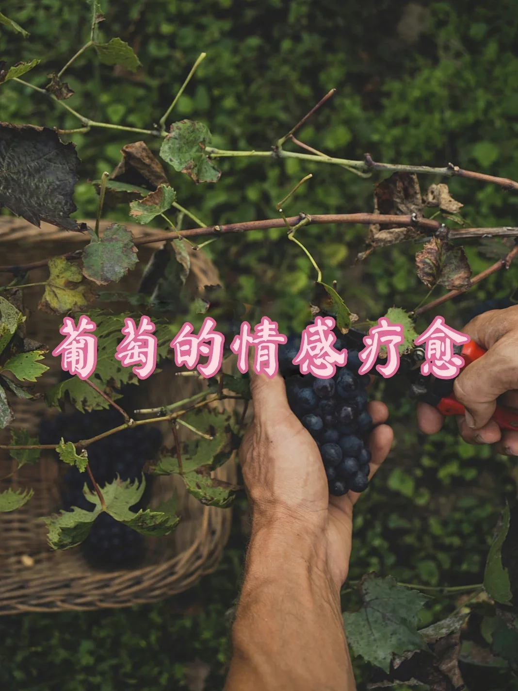 当你感到沮丧时，请尝试吃一些葡萄🍇或者喝一些葡萄汁。