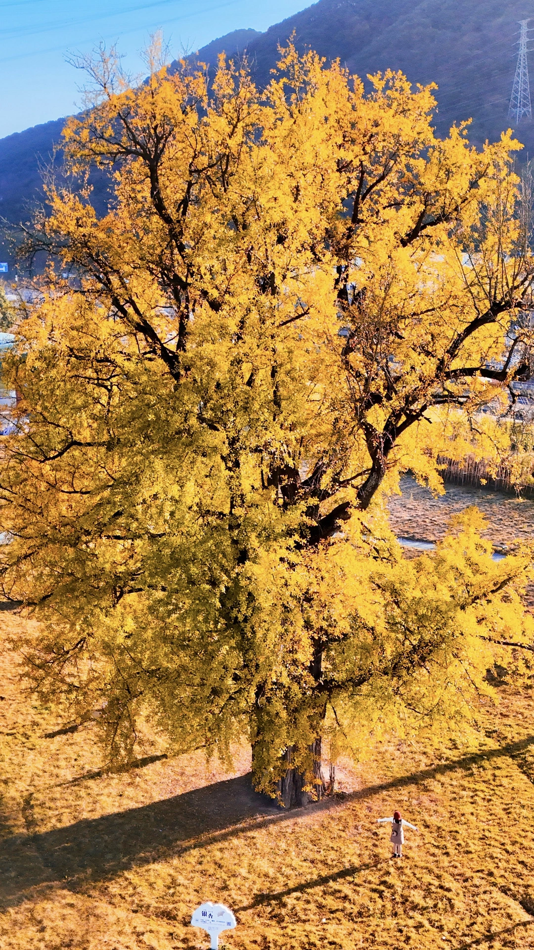 杭州0.5h，开始期待这棵1010岁的银杏王了🍂