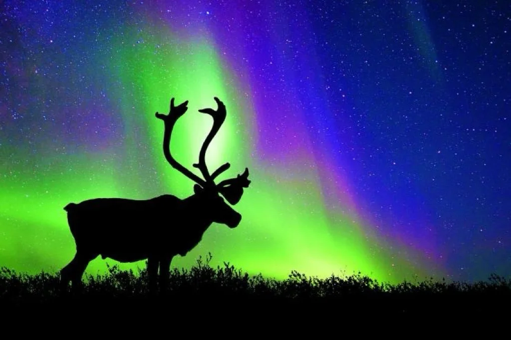 这是圣诞老人的坐骑——驯鹿