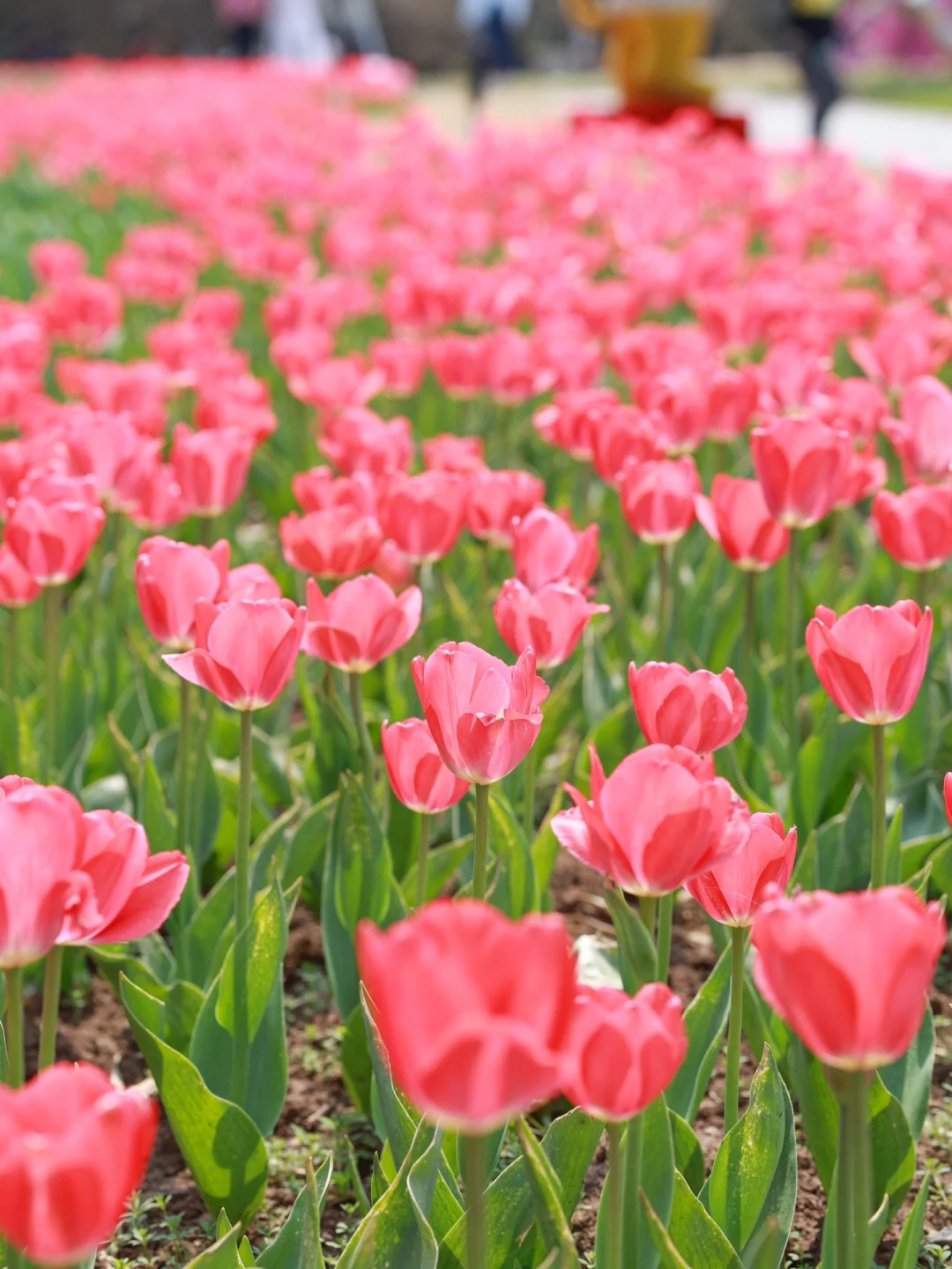 3月的武汉不止有樱花，郁金香也很美！！！