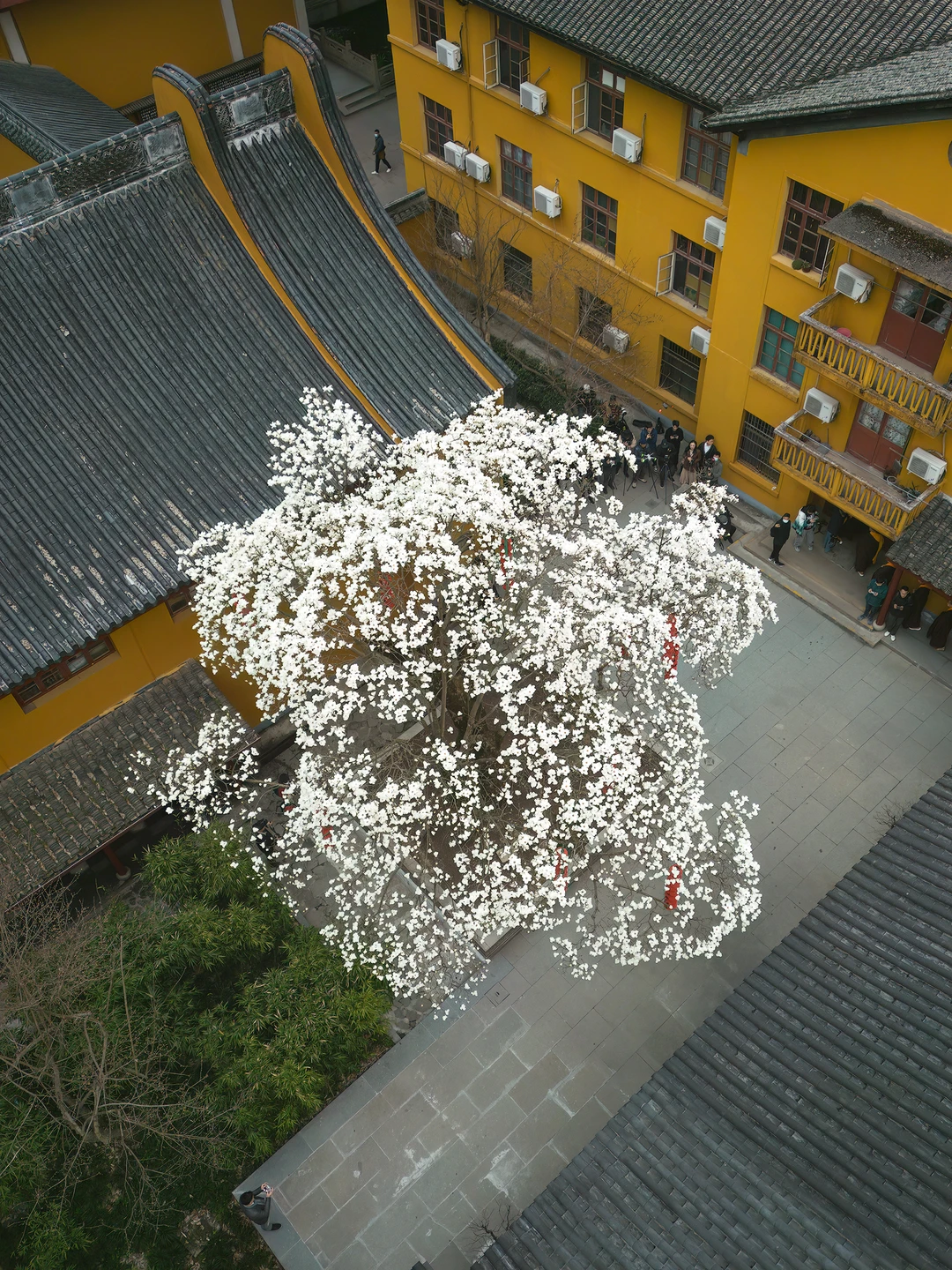 杭州500年玉兰花即将盛开，错过再等一年！