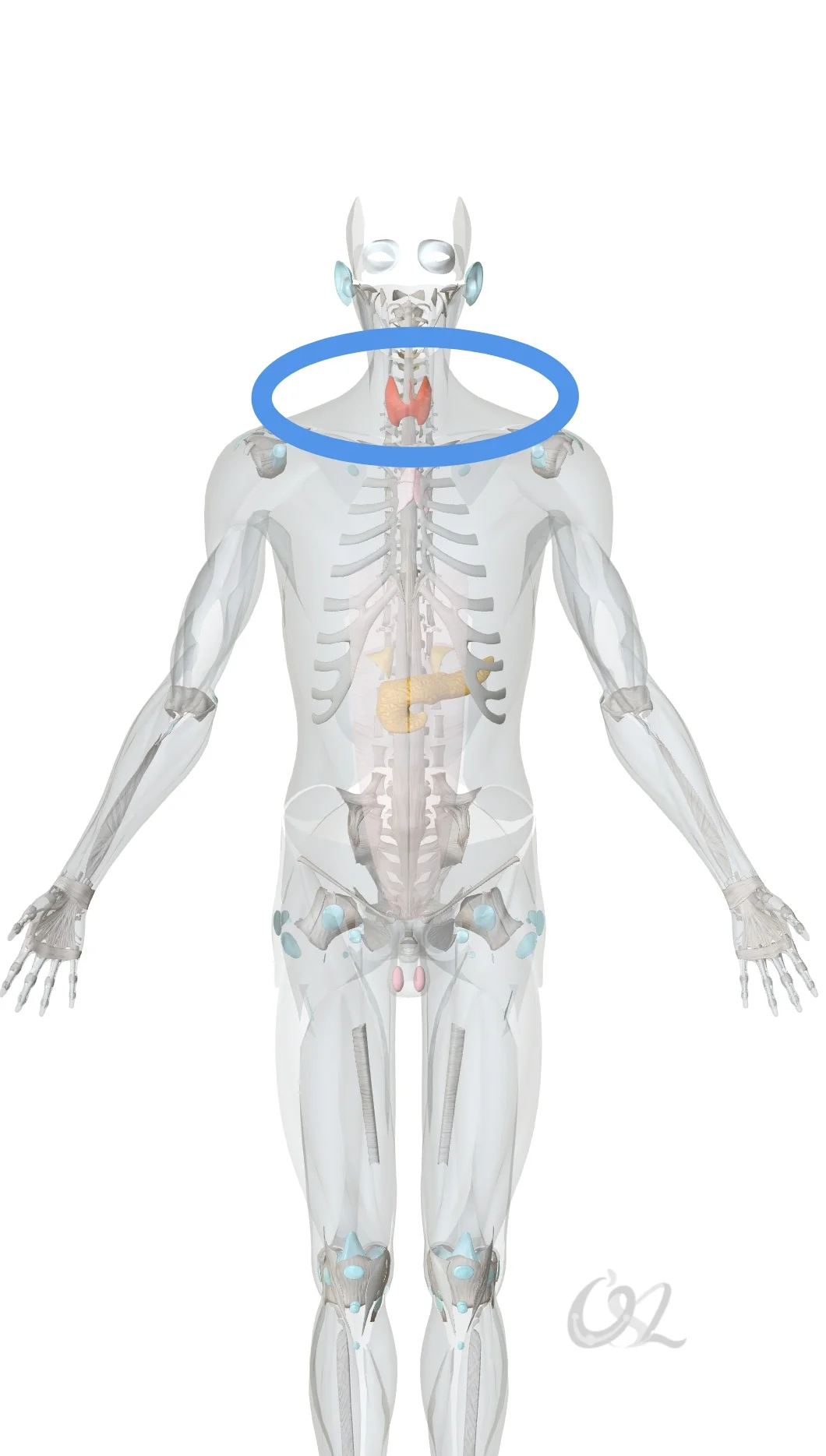过多的甲状腺素会导致氧气的消耗和热量的产生，因为它们增加了蛋白质，糖分和脂肪的代
