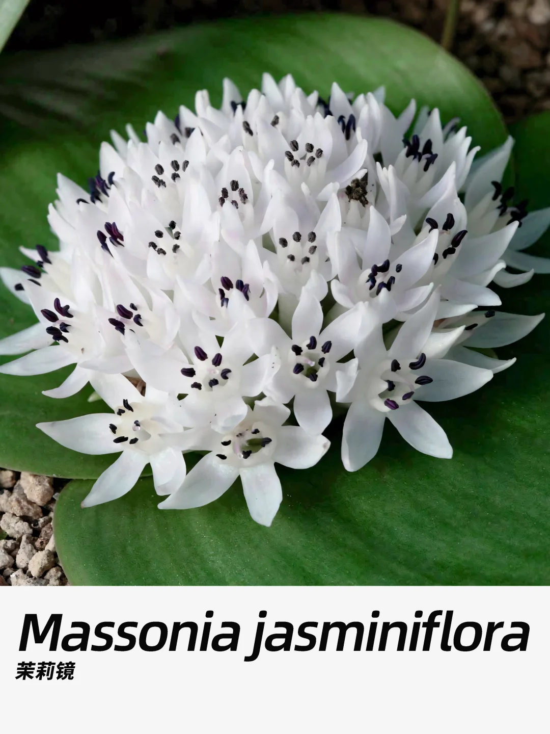 带你每天认识一种花材271｜茉莉镜