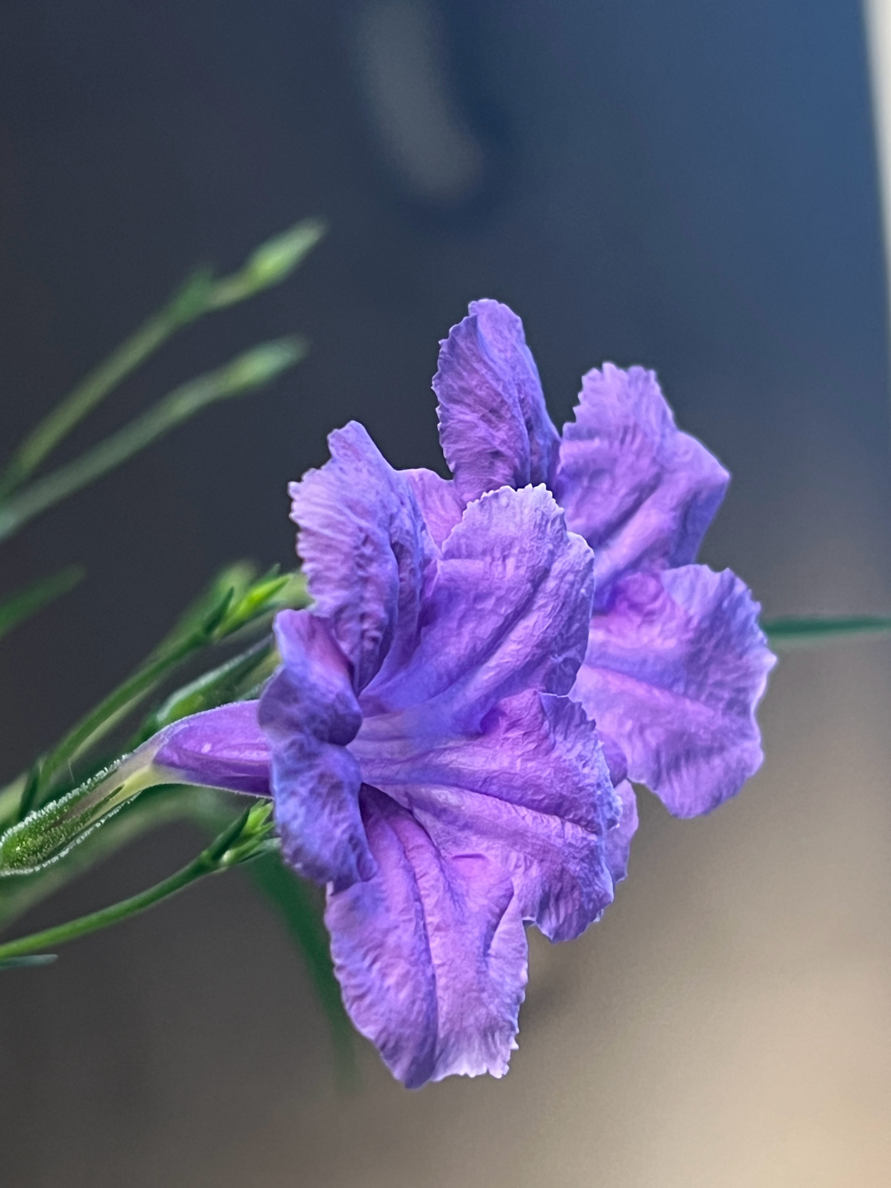 #跑步[超话]#
运动打卡Day358 ，今天先做完平板支撑（3分钟）、臀桥、倒立、哑铃，然后再跑步，#运动就是坚持##即刻开跑##抗阻训练##张展硕游泳队春晚跳舞视频又火了#张展硕是这次亚运会游泳赛场的黑马选手。#徐嘉余成中国亚运金牌最多运动员# 31岁徐嘉余：长青树，永远当打之年 ​
