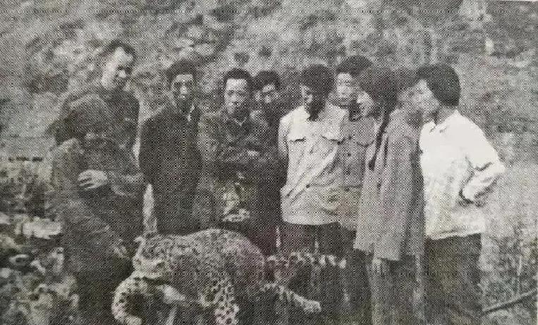 1982年6月5日，67岁的老太太齐德英带领侄媳等几人一同上山挖草药，突然，一道黑影从身后的树丛向她们扑过去，动作十分矫捷，齐德英老人顿感不妙，脸色煞白，连忙大喊：“快跑！”可已经来不及了。
豹子扑倒的是侄媳李桂英。齐德英没跑，她往前一步，横过手里的药锄。药锄的木把被她手心汗得发亮。
另外两个媳妇僵