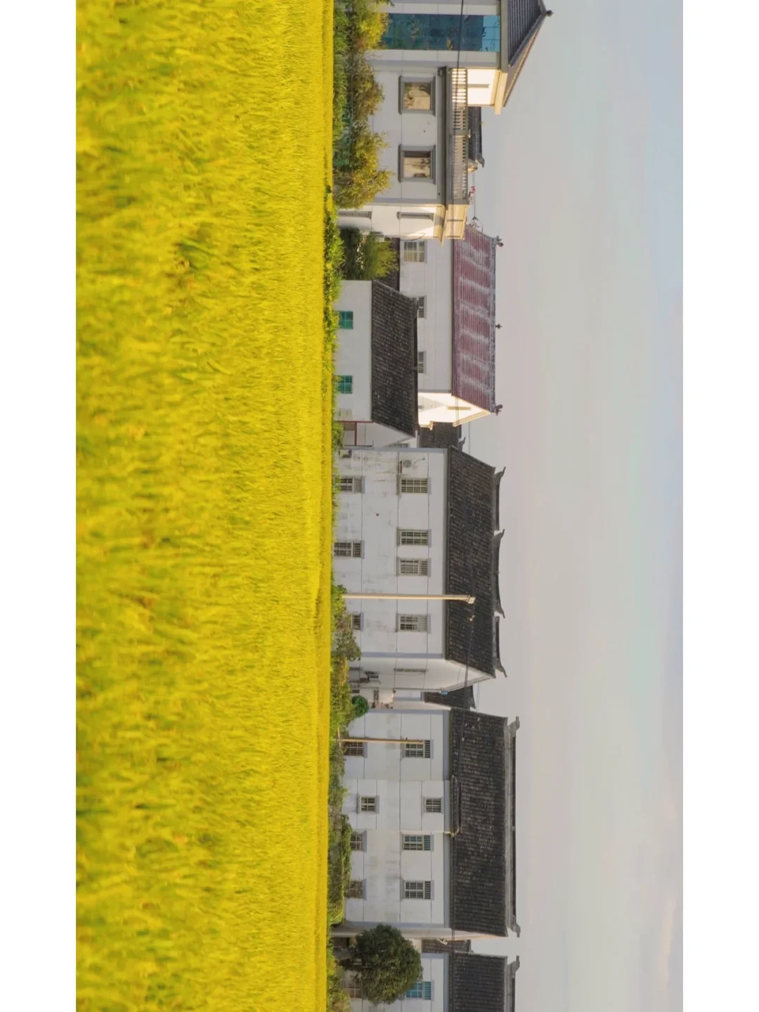 苏州北联村 | 在稻田里寻找秋天的痕迹