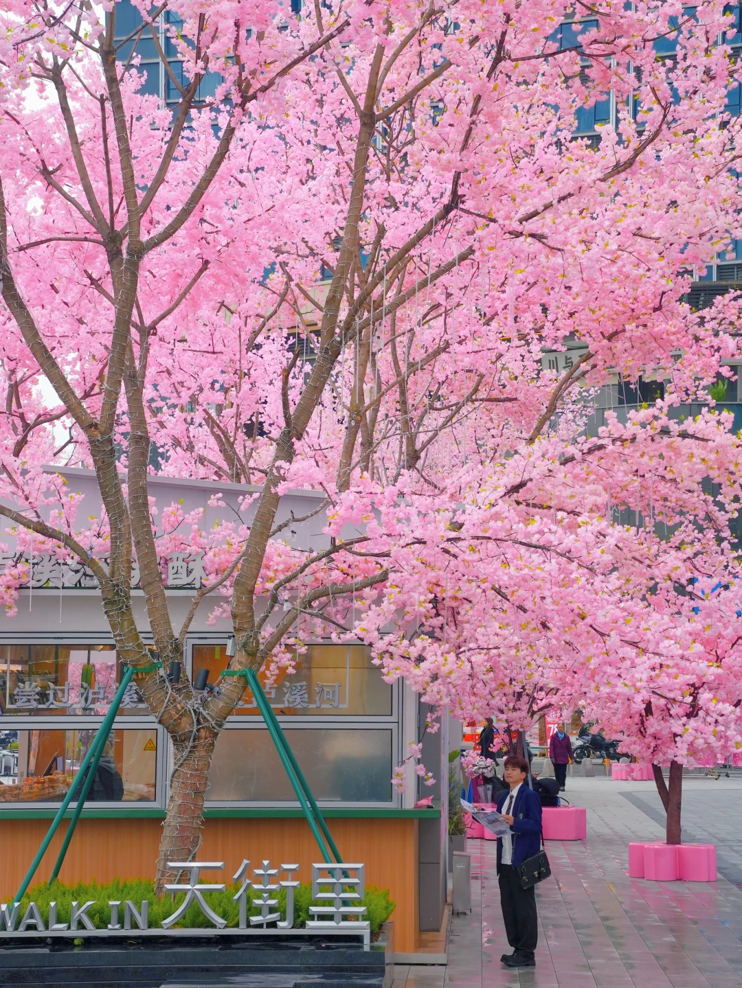 是成都‼️不是日本‼️成都地铁直达樱花风暴🌸