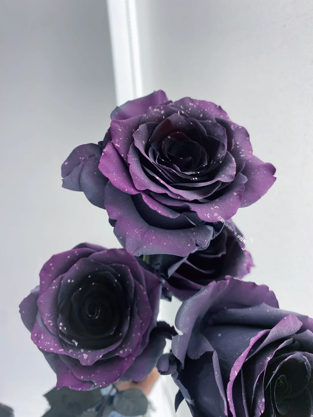 拜托🙏想要一个都是花的评论区🌸