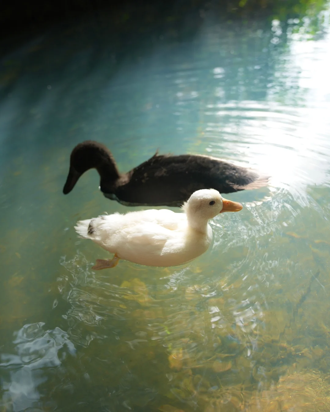 “𝓢𝓱𝓲𝓶𝓶𝓮𝓻 𝓛𝓲𝓰𝓱𝓽”