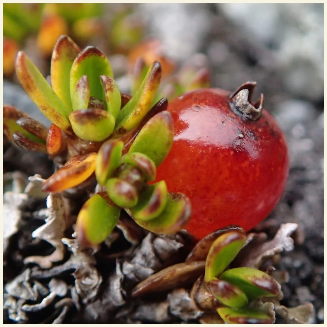 神奇浆果～圣诞石莓Coprosma niphophila