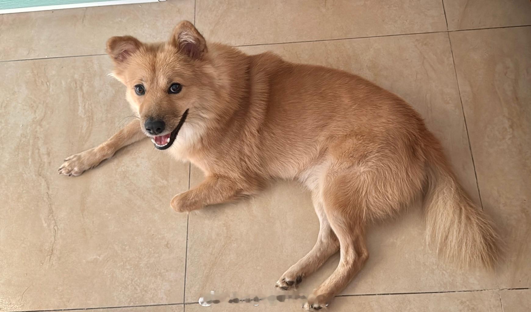 萌宠[超话]我的狗狗叫球球我的狗狗叫余球球宠物日常中华田园犬 每到周末，球球跟我眼神一对视，我就知道他的意思：麻麻！让我开始愉快的摆烂吧[哇][哇][哇][哇]  ​​​