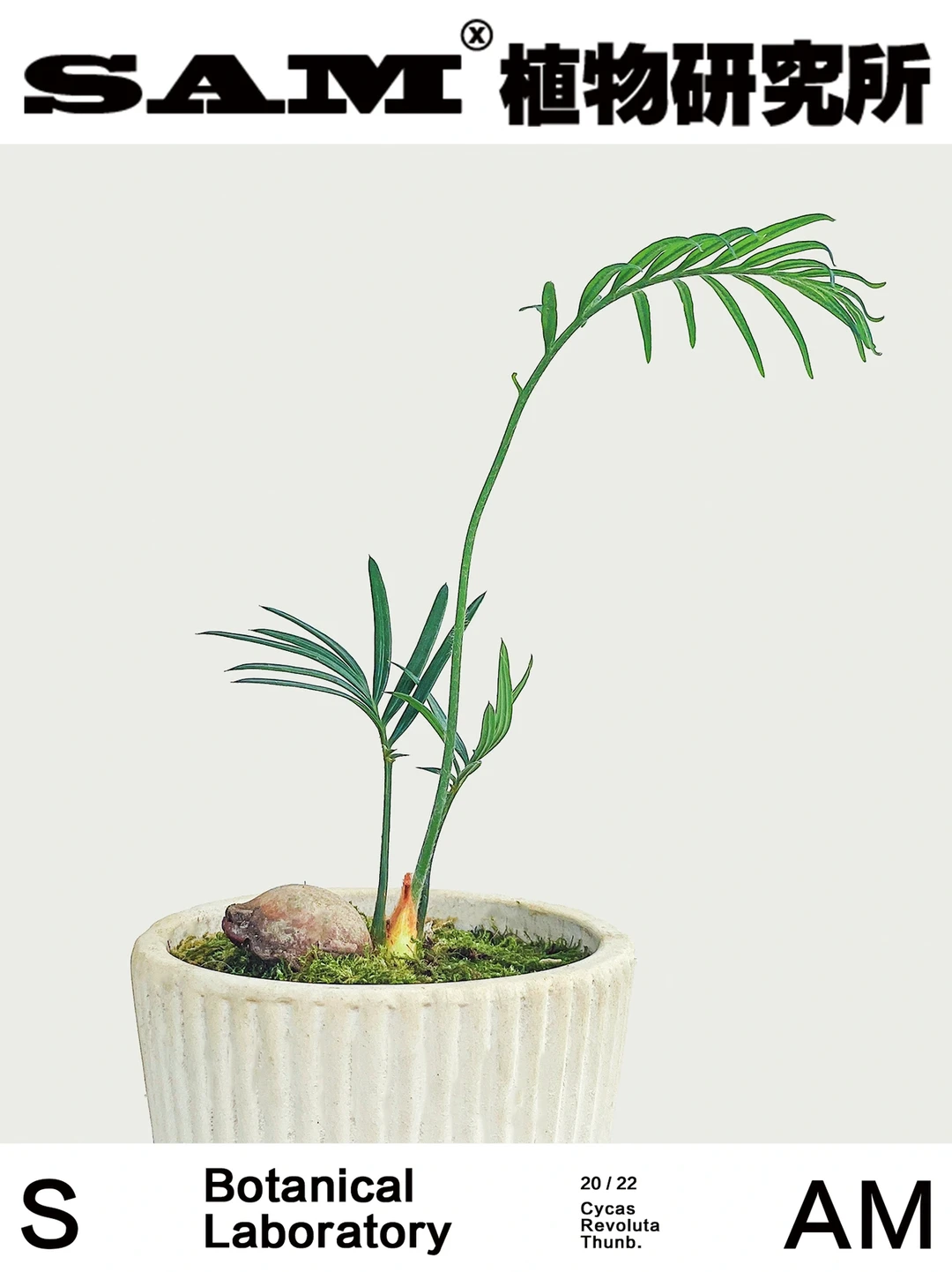 铁树宝宝｜Cycas Revoluta Thunb.