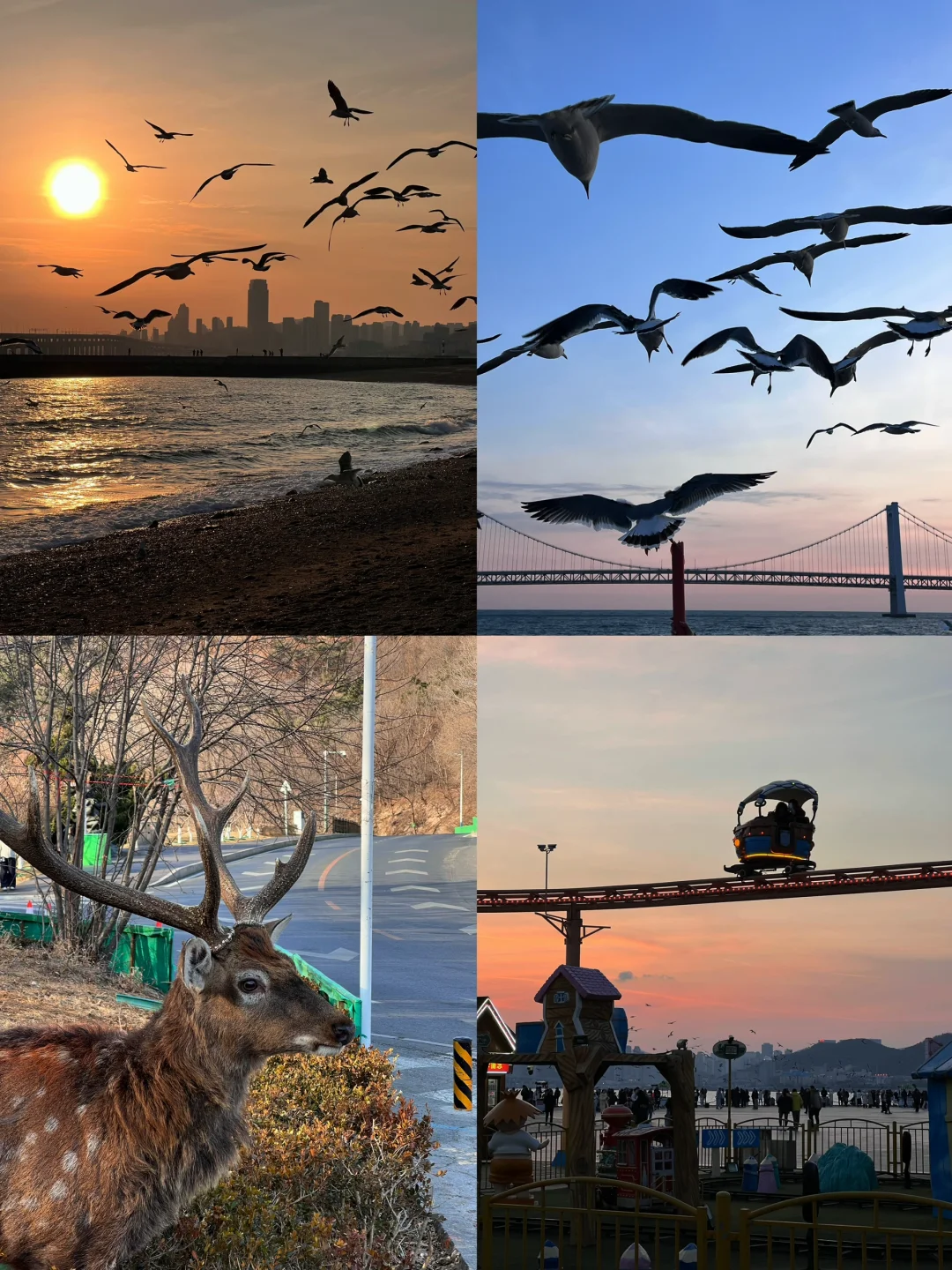 淡季的大连人间值得！可以直接复制的看海路