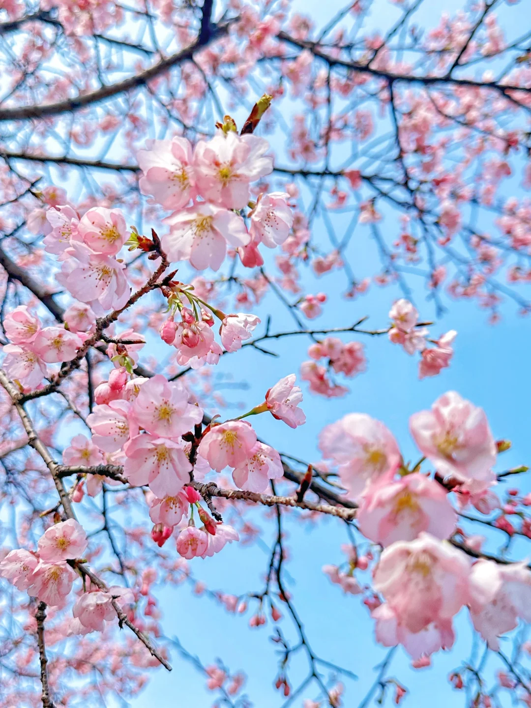 杭州植物园｜樱花🌸是春日的来信📮