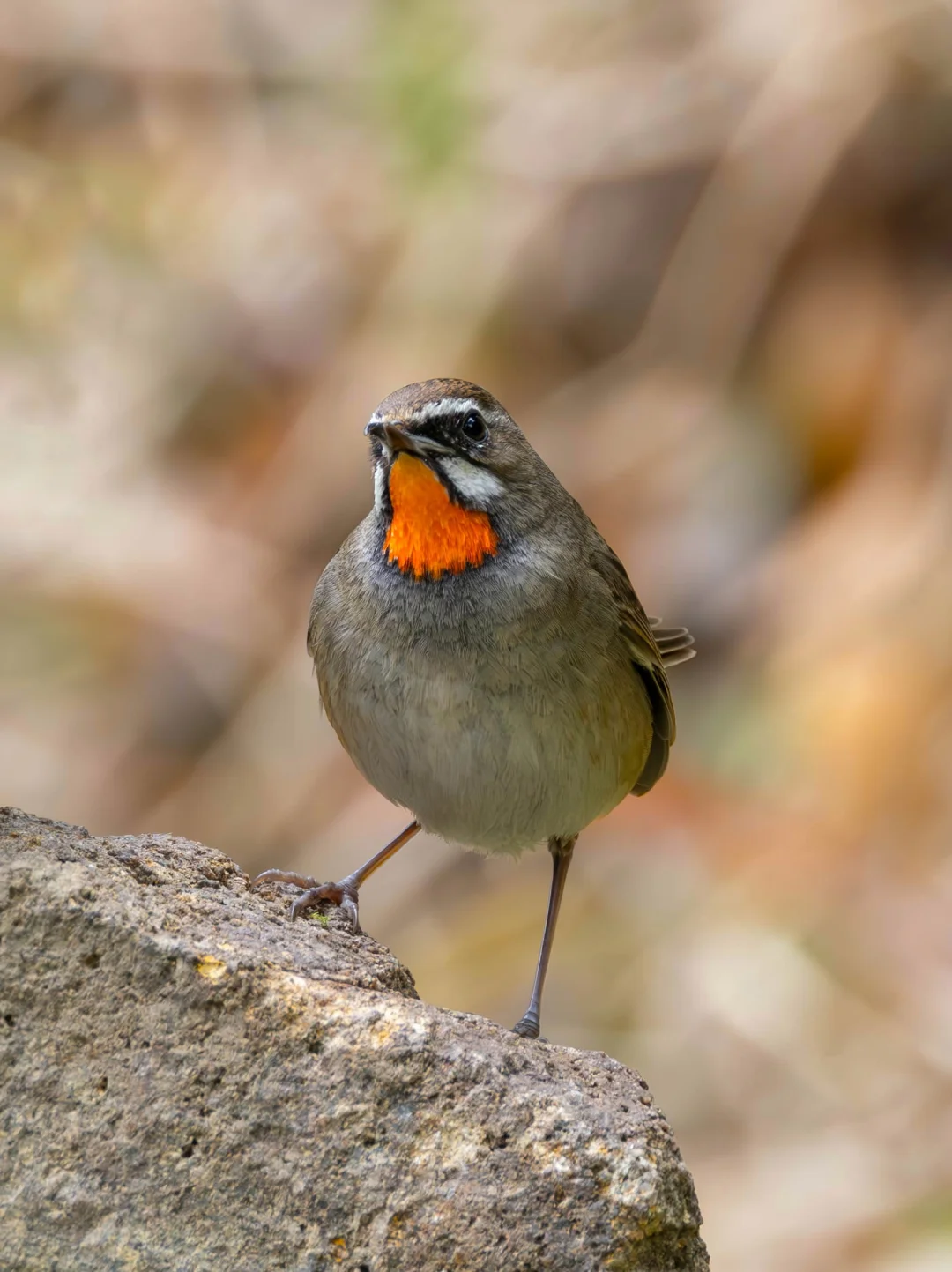 红喉歌鸲超级热情的展示红喉