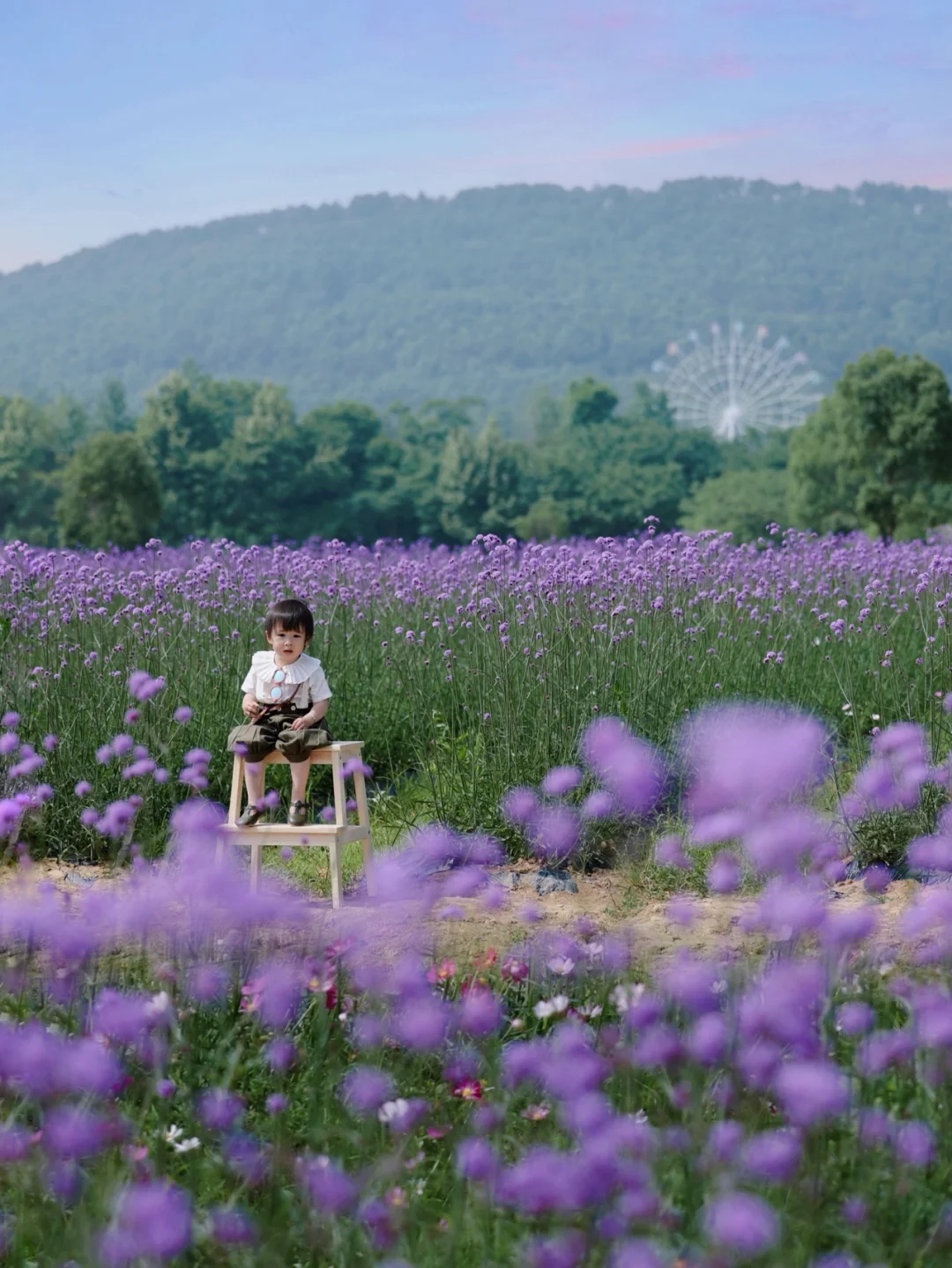武汉的普罗旺斯|摩天轮下的浪漫马鞭草花海