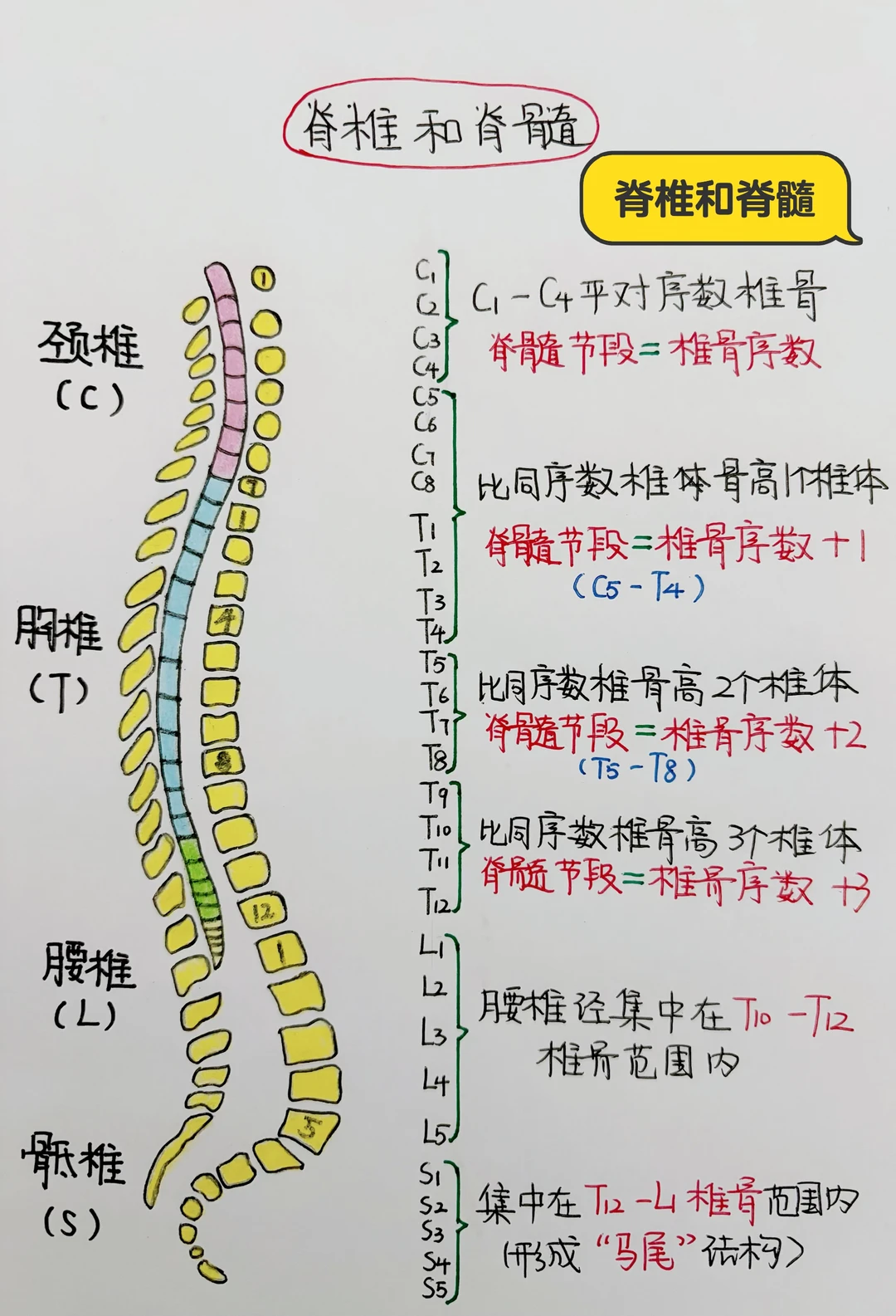 今日学习打卡——脊椎和脊髓