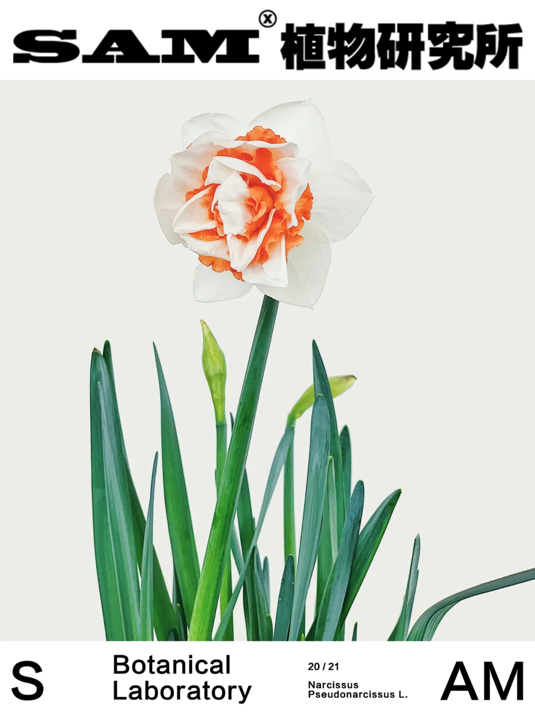 洋水仙｜Narcissus pseudonarcissus L.