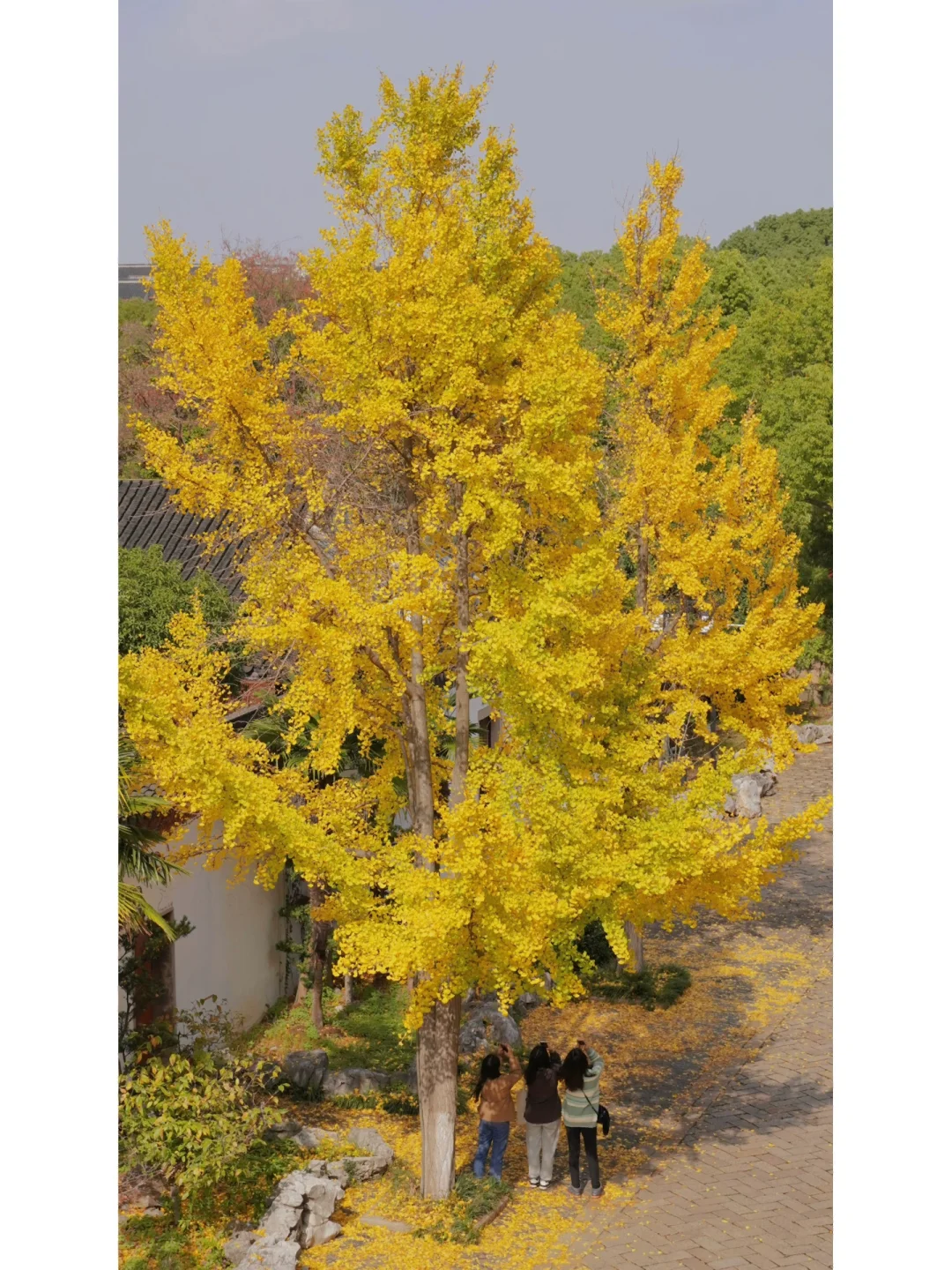 苏州 | 快冲❗️盘门城墙下的银杏已经黄啦💛