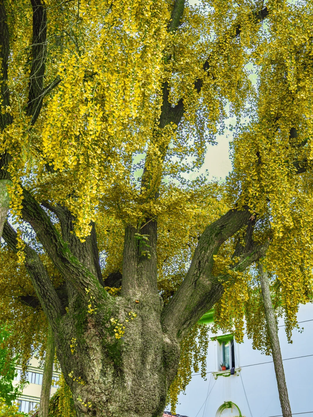 在武汉，一定要来看看这棵生在明朝的老树 ！
