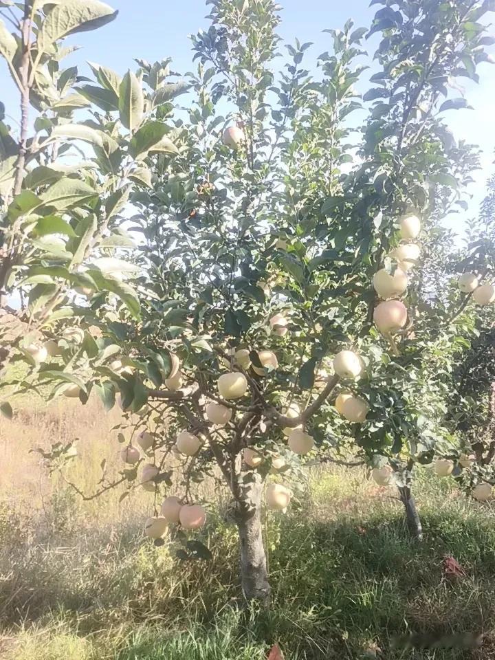 随拍果园里的果实苹果成熟了，又大又圆，口感：酸甜可口，非常脆