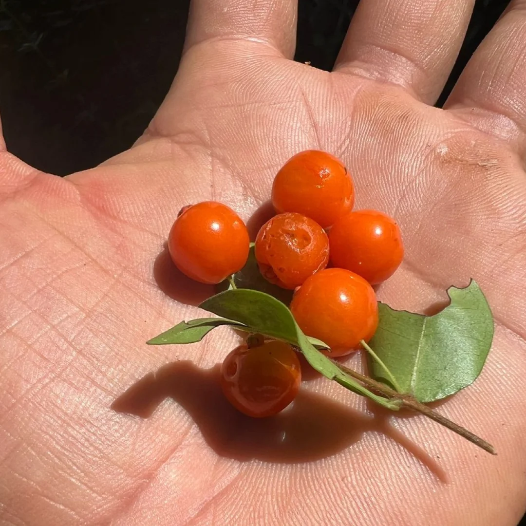 稀有小浆果Eugenia Hirta