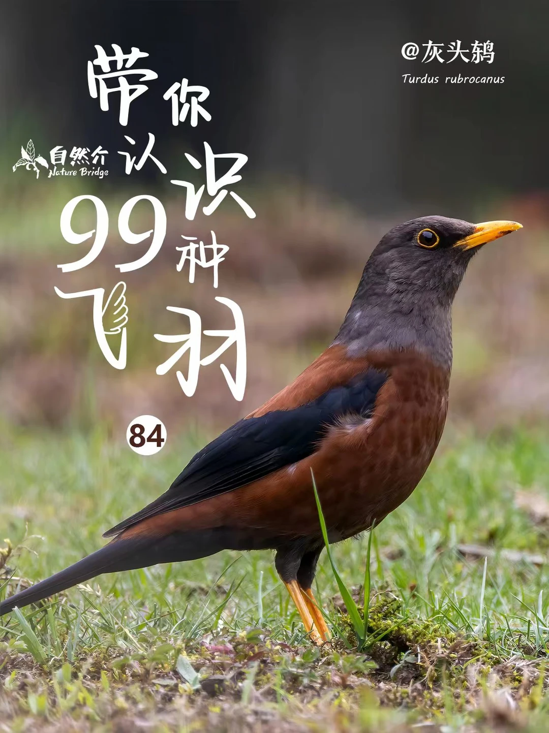 带你认识99种羽毛–灰头鸫