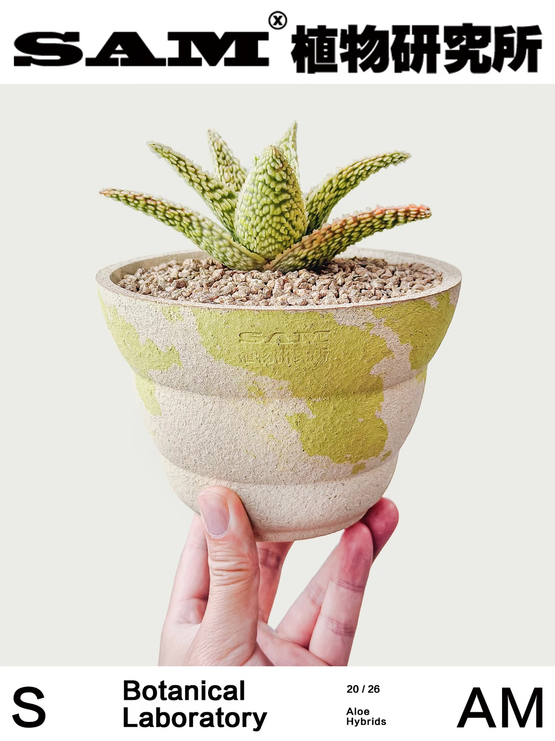青柠芦荟｜Aloe Hybrids ‘Lime’