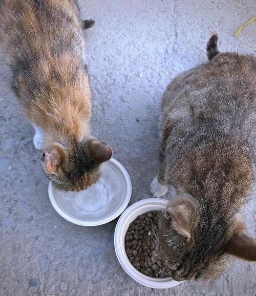早上出门遇到一只流浪猫，喂了它一些猫粮。#动物保护# 希望每个小生命都能被善待。领养代替购买，给流浪动物一个家。 ​