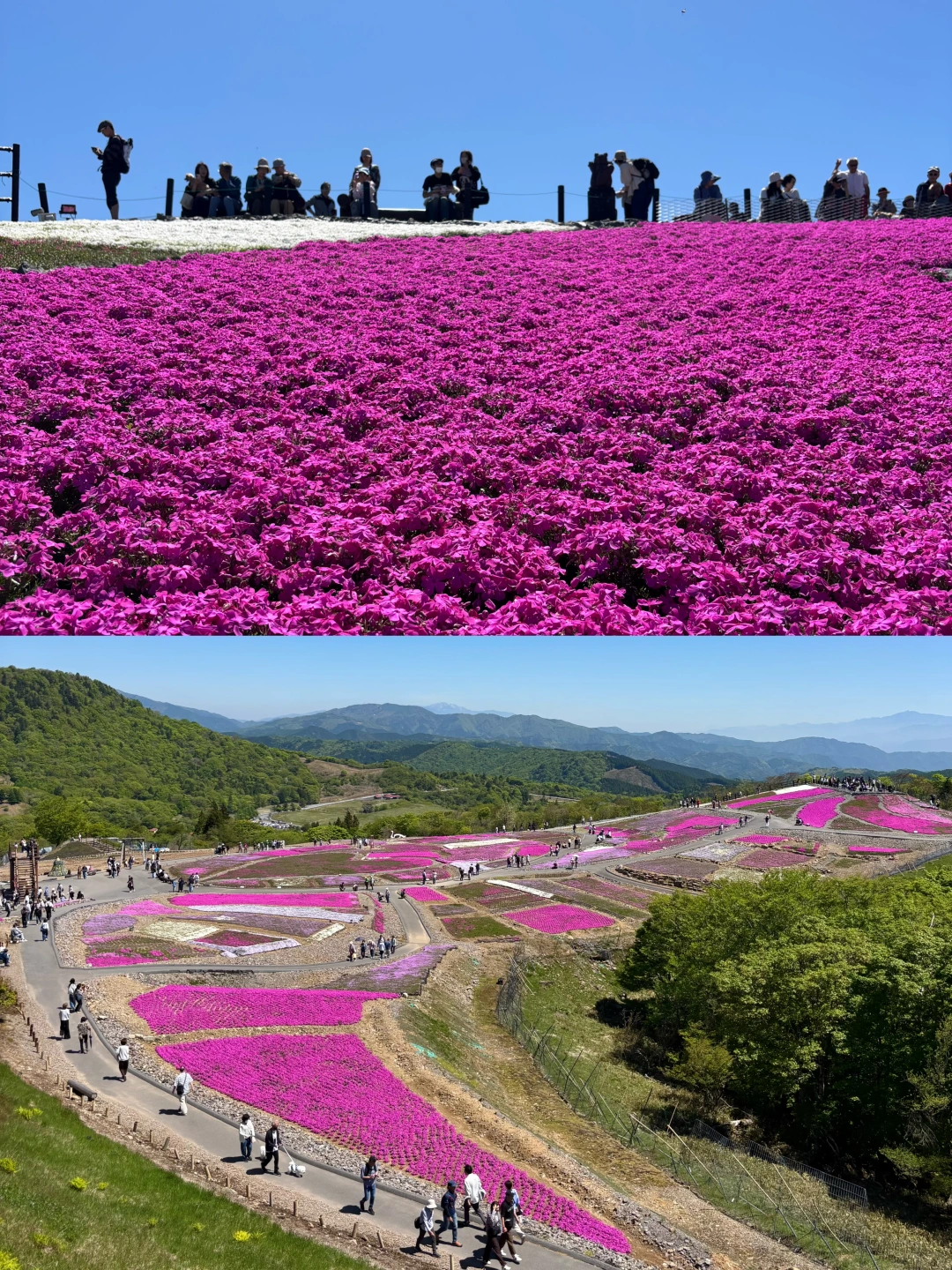 爱知｜茶𦥑山高原🗻🚡