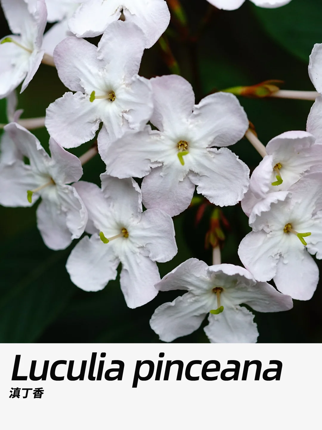 带你每天认识一种花材339｜滇丁香