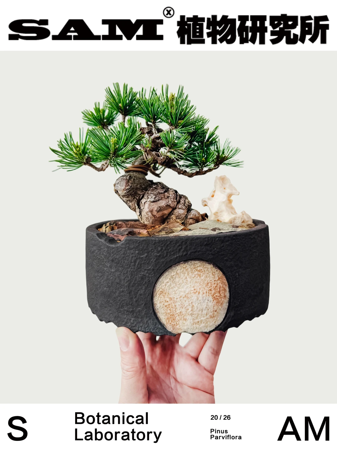 瑞光五针松| Pinus Parviflora