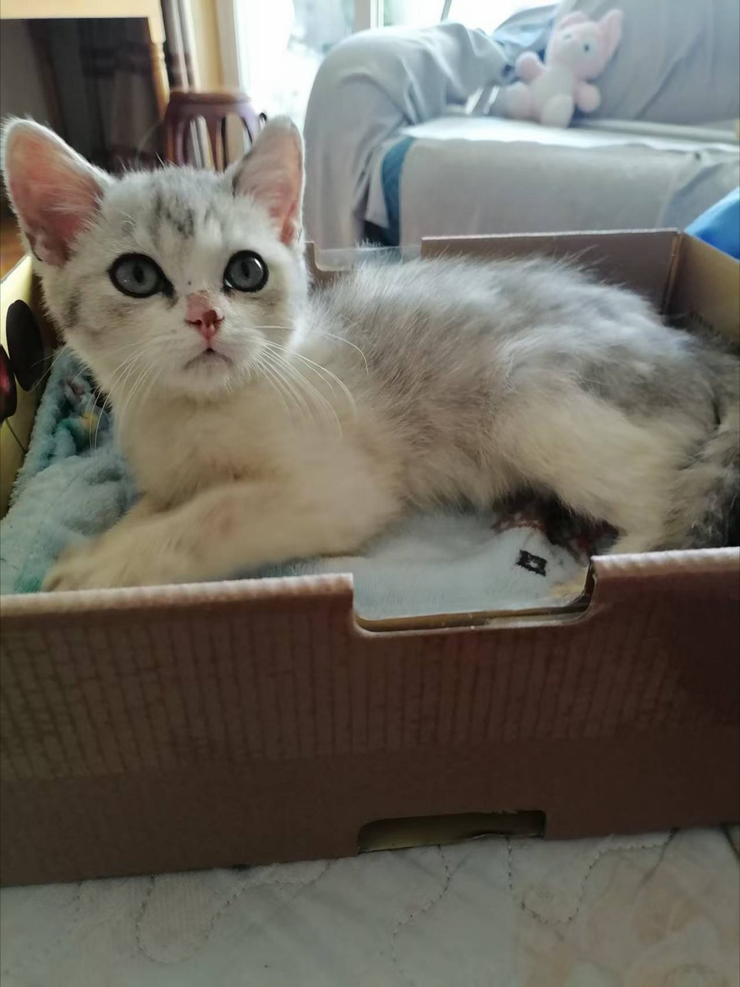 #昆明领养[超话]# 救助的小猫长大了，（象似银渐层）非常亲人，会吃猫粮，会用猫砂！寻爱心人士按国际惯例领养13708446383   薇❤️同步 ​