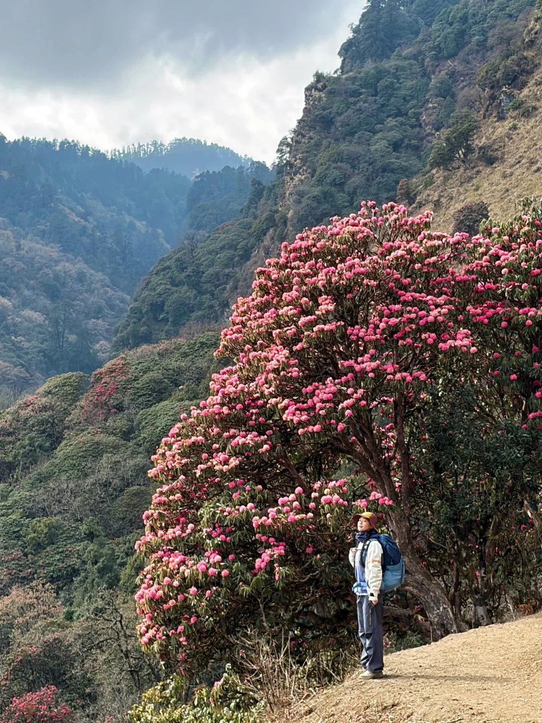 谁懂啊！布恩山杜鹃进入盛花期🌺