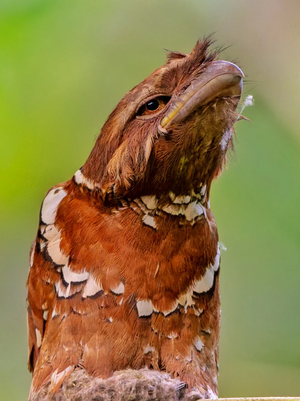 这是什么长得像蛤蟆的鸟？
