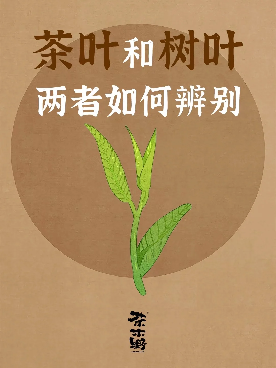 知识分享丨一分钟分辨茶叶和树叶