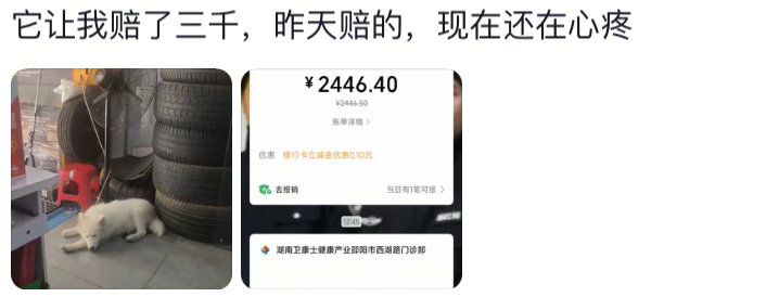 #萨摩耶走秀时突然憋不住了#口碑极差销量极好之狗[doge] ​