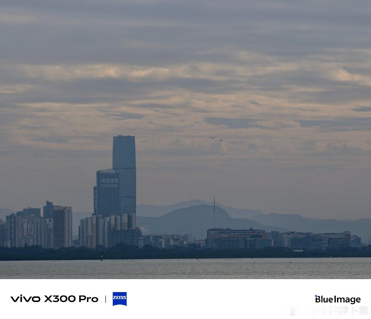 #vivo[超话]# 这个暖冬，你不来深圳湾看看这些候鸟吗#自然物语##微博影像年##奇妙生物圈#  ​