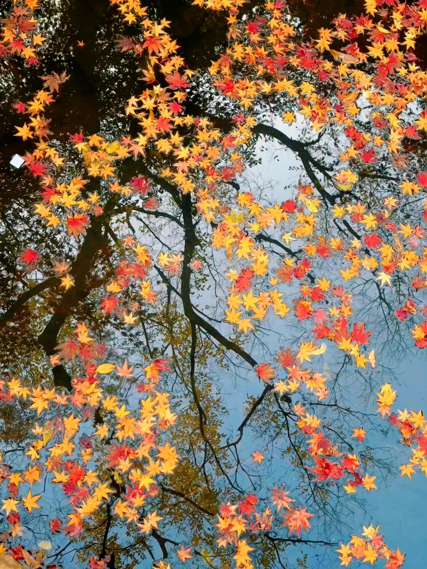 枫叶是秋天的星星🍁金秋壁纸大放送 ​​​