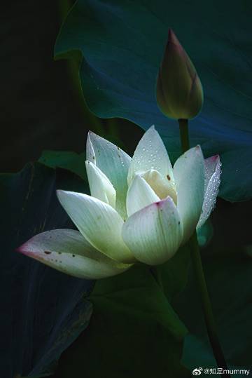 荷花，拍于今天的越秀公园~
