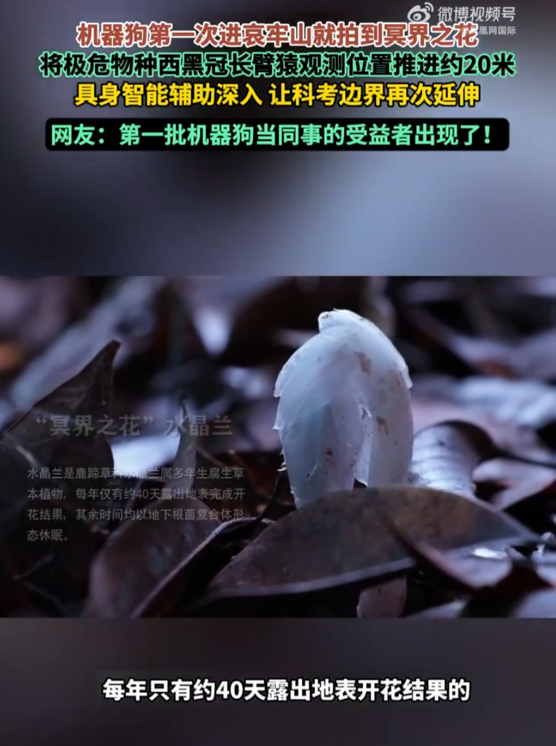 【#机器狗第一次进哀牢山就拍到冥界之花#】#第一批机器狗当同事的受益者出现了# 

近日，机器狗作为具身智能设备，化身科考队员深入哀牢山这片原始山林。哀牢山地形复杂，密林断崖交错，深处区域科考人员实地探查风险很高。

它代替人类探路，拓展观测范围，把西黑冠长臂猿的观测点位向前推进约 20 米 ​
