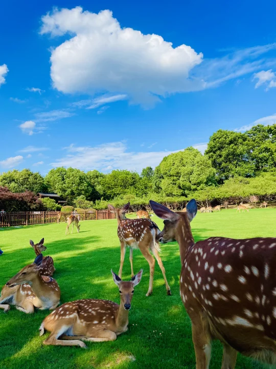明孝陵免费得起早！（不花钱看鹿攻略）