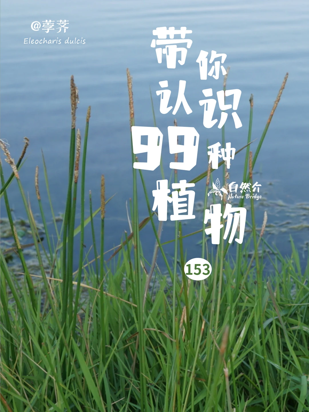 带你认识99种植物