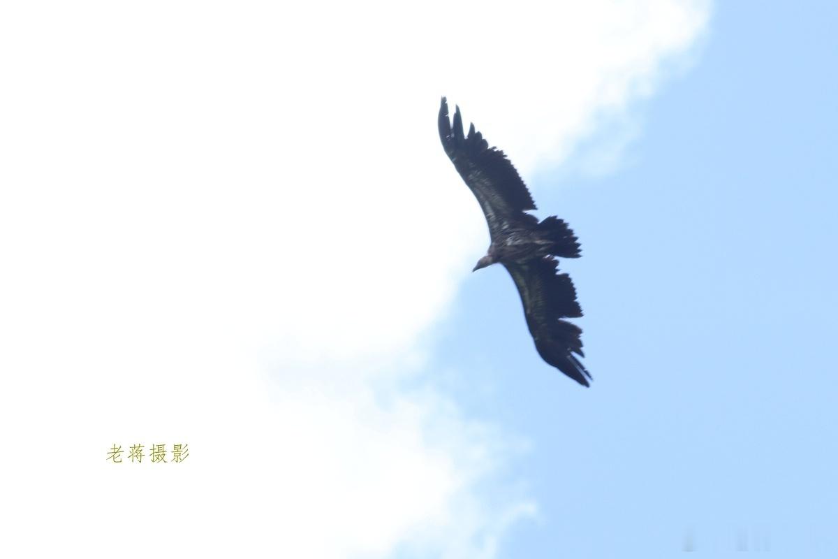 高山兀鹫 Gyps himalayensis 鹰科，列入国家重点保护野生动物二级名录，2026年7月青海记录。 ​