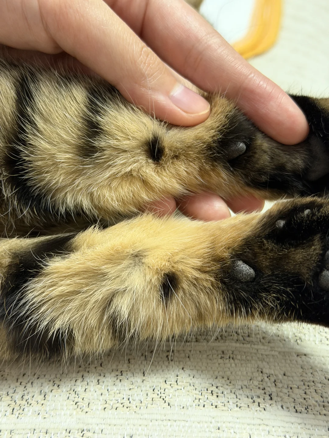 小猫手腕上长了带毛黑痦子这对吗？