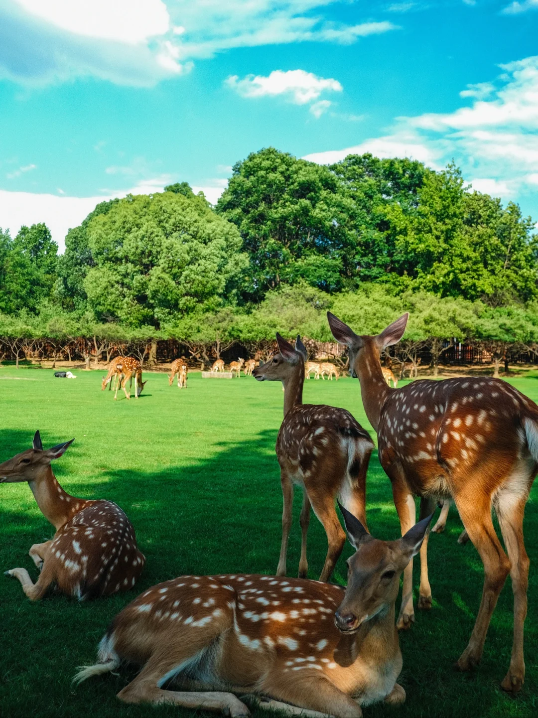 跟风最成功的一次❗南京后劲太大了