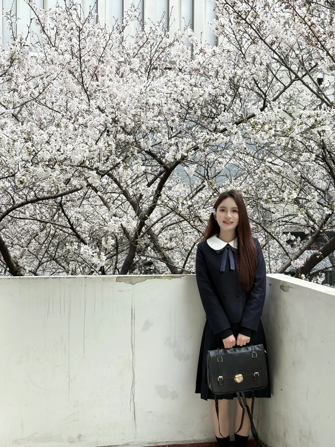 3.19实拍，地铁直达！武汉这里白樱已全盛开🌸