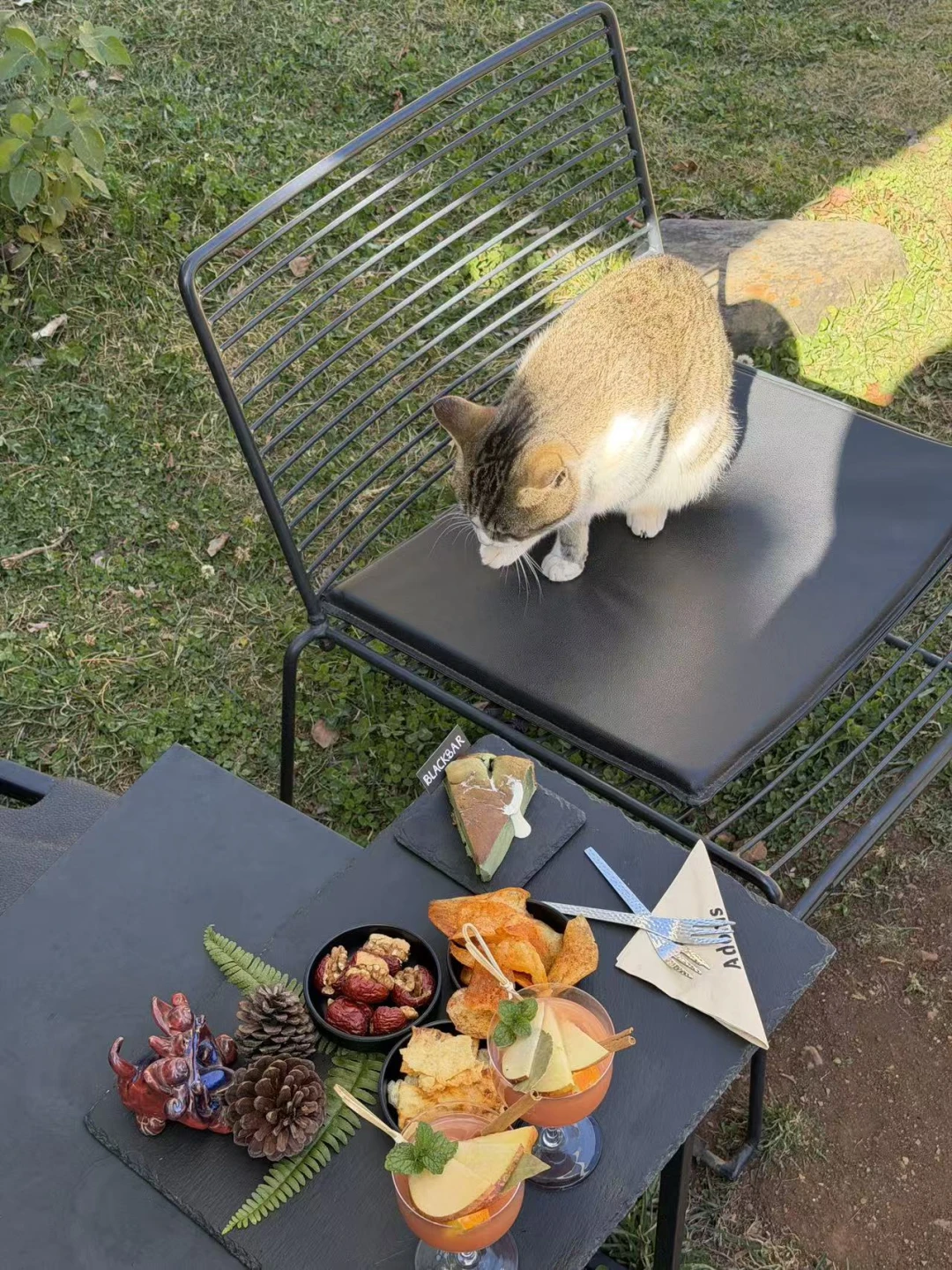 束河宝藏民宿🐱算了跟你们没猫的人说不清