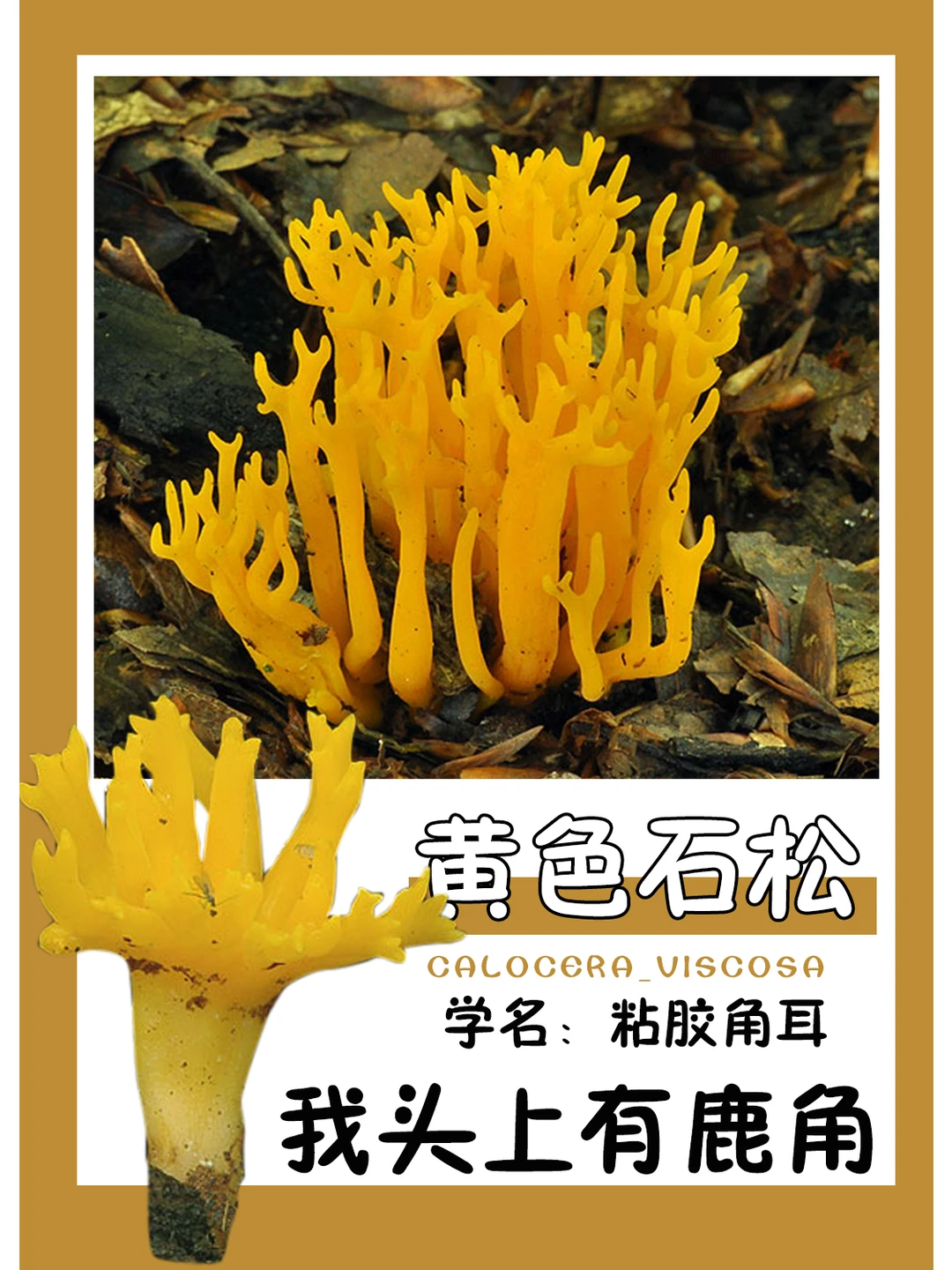 鹿角浅吟在林间