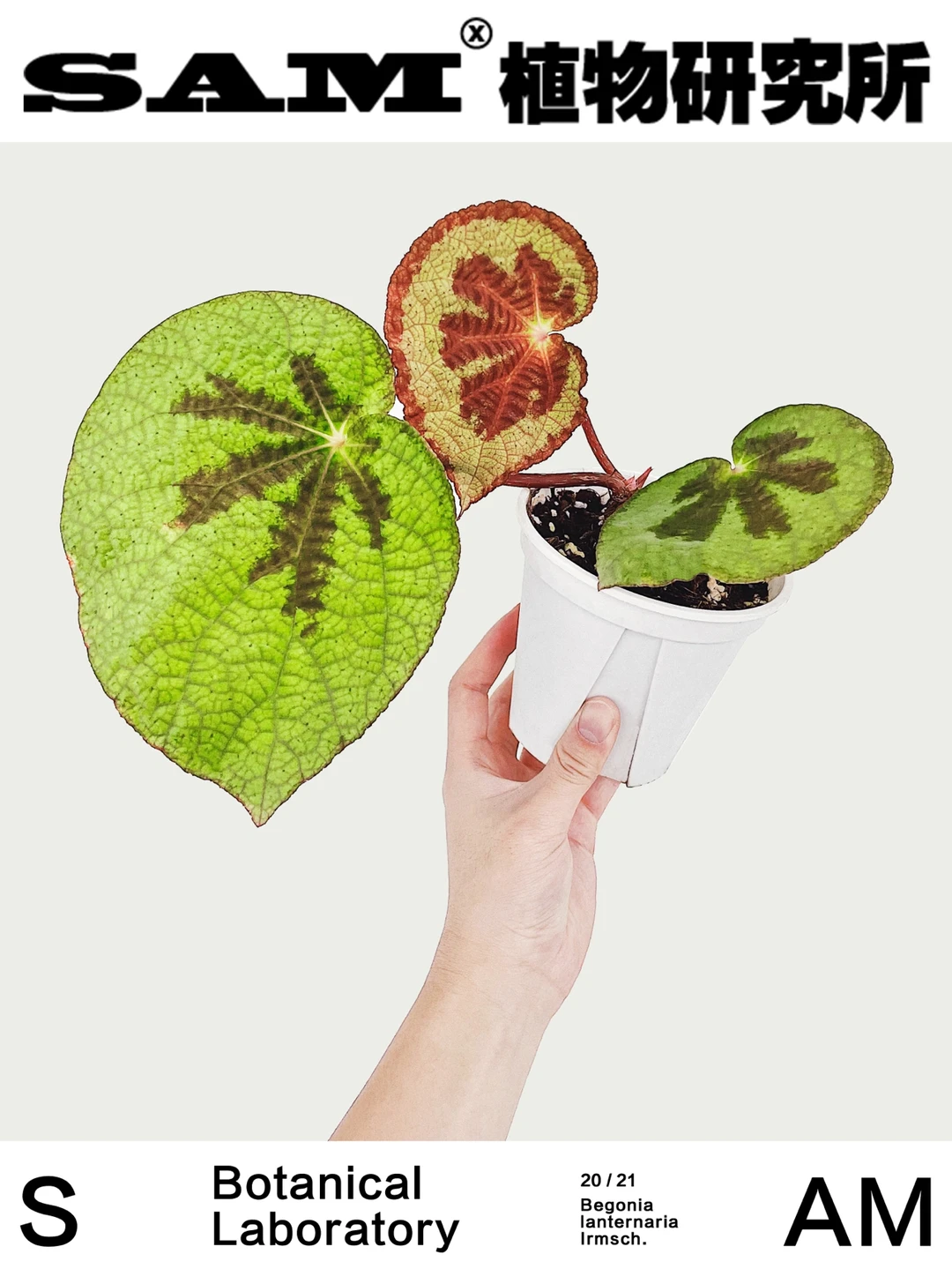 灯果秋海棠｜Begonia lanternaria Irmsch.